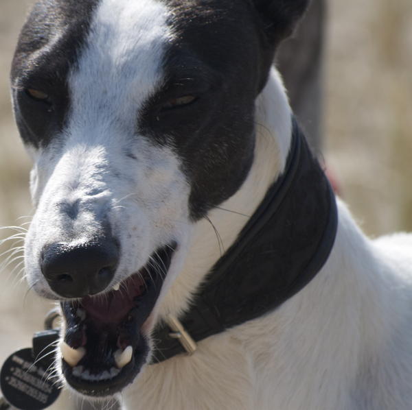 Galgo ORFEO aus San Anton sucht ... - Seite 2 14246804dg