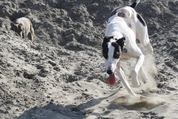 Galgo ORFEO aus San Anton sucht ... - Seite 2 14246805tf