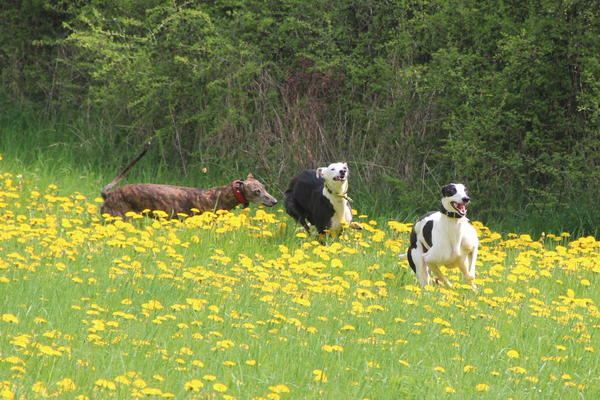 Galgo ORFEO aus San Anton sucht ... - Seite 2 14358232kj