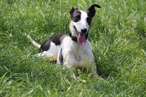 Galgo ORFEO aus San Anton sucht ... - Seite 2 14358236zm