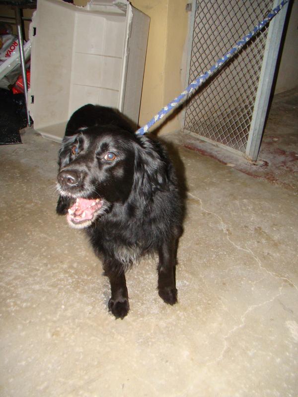 Mischling Golfo (jetzt KIKO) aus Alcoy sucht ... 14453747tm