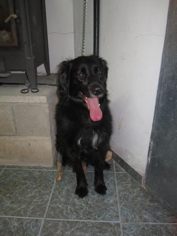 Mischling Golfo (jetzt KIKO) aus Alcoy sucht ... 14453748dl