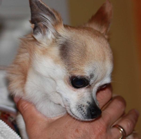 Chihuahua Stecha (jetzt SASHA) aus Luxemburg sucht ... - Seite 2 14565782xc