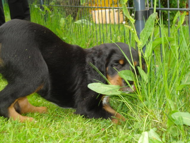 Finn ist da! Süßer Jagdhundwelpe sucht was Eigenes - vermittelt 14599279vw