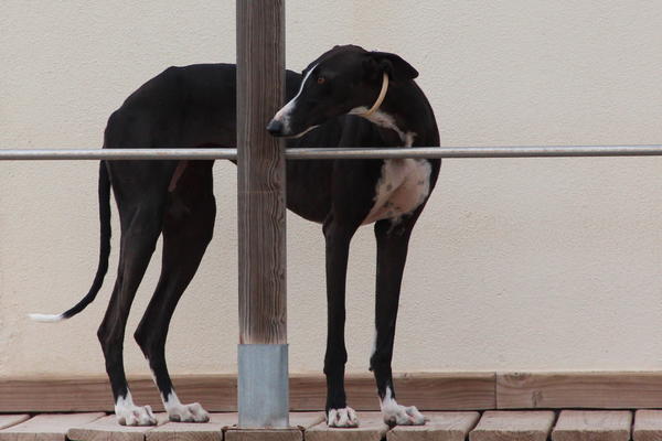 Galga LILOU aus Aledo sucht ... - Seite 2 14599457pn