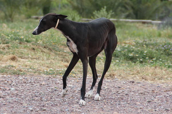 Galga LILOU aus Aledo sucht ... - Seite 2 14599458oq