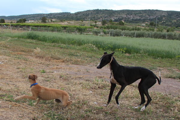 Galga LILOU aus Aledo sucht ... - Seite 2 14599461xu