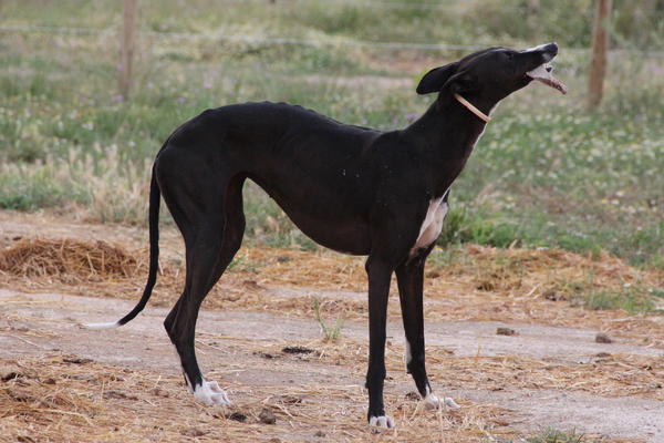 Galga LILOU aus Aledo sucht ... - Seite 2 14599463ug