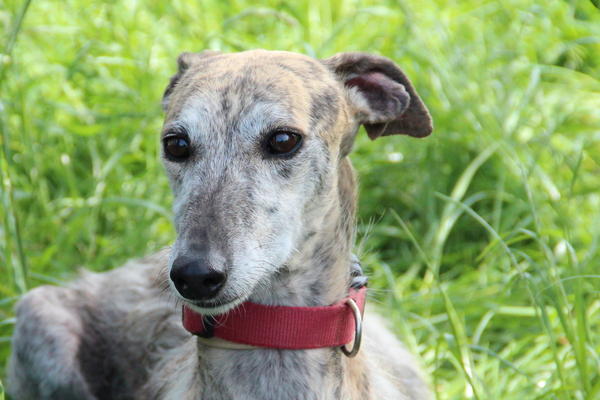 Galga MEGGIE aus Gesser sucht ... - Seite 2 14609978od