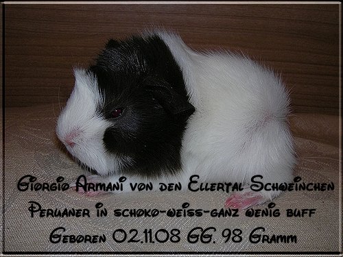 G-Wurf von den Ellertal Schweinchen 1468035