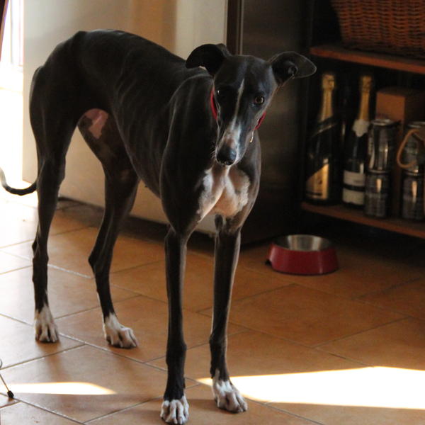 Galga LILOU aus Aledo sucht ... - Seite 3 14689228vq