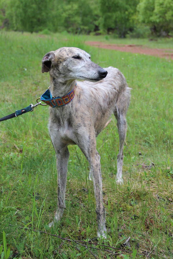 Galga MEGGIE aus Gesser sucht ... - Seite 2 14689464uc