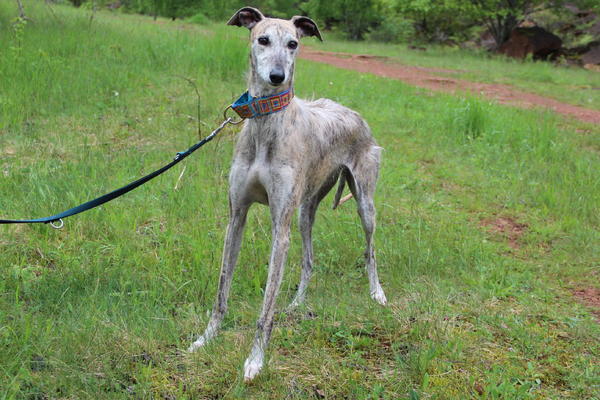 Galga MEGGIE aus Gesser sucht ... - Seite 2 14689465jw