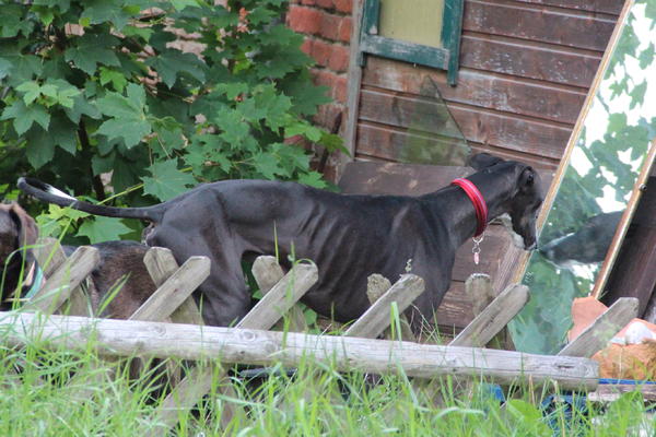 Galga LILOU aus Aledo sucht ... - Seite 3 14723774lz