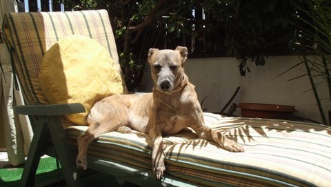 Galgo-Mischling PIPO aus Cadiz sucht ... 14745760ub