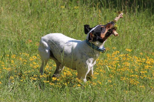 Ratonero Bodeguero Andaluz RAYO ARAMIS aus Lorca sucht ... - Seite 3 14773480zc