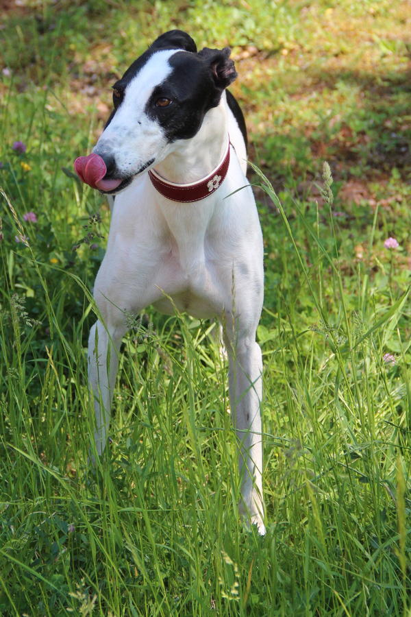 Galgo ORFEO aus San Anton sucht ... - Seite 2 14773664zz