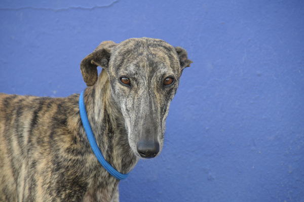 Galga PEPA aus San Anton sucht ... 14813777lj