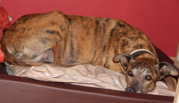 Galga Rita (jetzt MILLA) aus Alicante sucht ... - Seite 4 14855323go