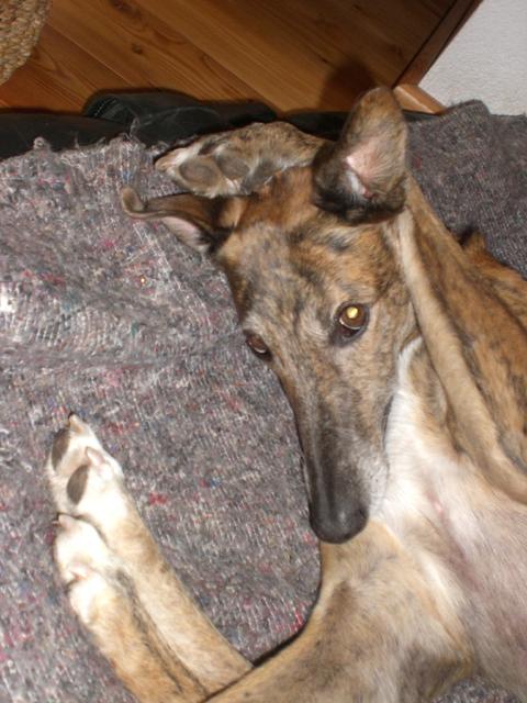 Galga Rita (jetzt MILLA) aus Alicante sucht ... - Seite 4 14938406xt