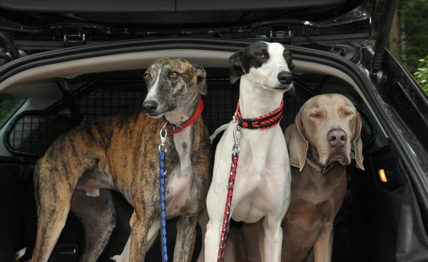 Galgo ORFEO aus San Anton sucht ... - Seite 2 15014900fg