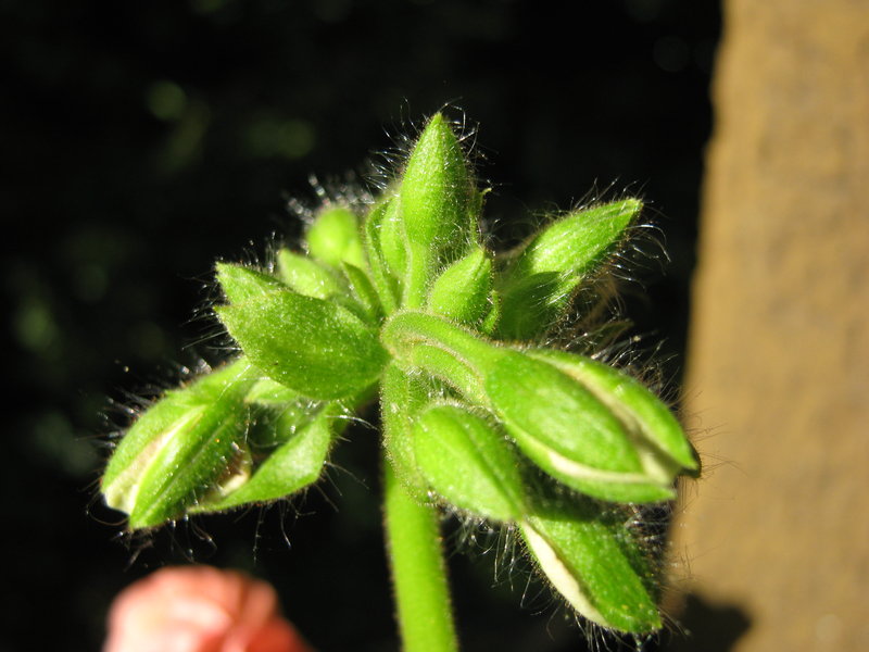 Pelargonium - Pelargonien - alle nichtsukkulenten Arten und Sorten - Aussaat - Stecklinge - Seite 8 15093096ht