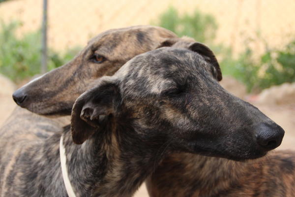 Galgo ISAIAS aus San Anton sucht ... 15117253eu