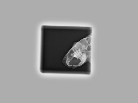 12 Jährige Chindame-Röntgenaufnahmen 15140199cp