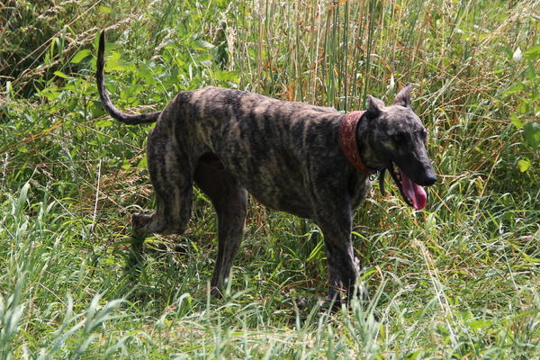 Galgo ISAIAS aus San Anton sucht ... 15222704ab