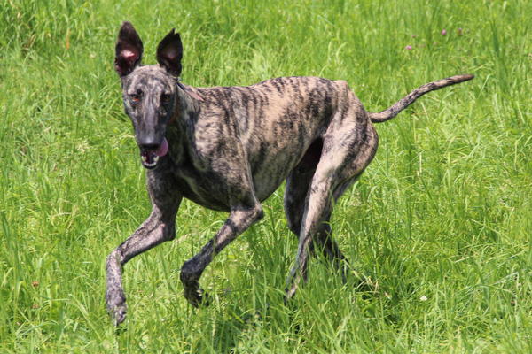 Galgo ISAIAS aus San Anton sucht ... 15222706gf