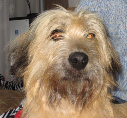Sienta, Hundine Nr. 55463 aus der Ttung auf Gran Canaria 1525081