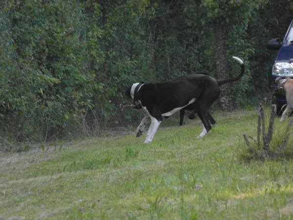 Néo gentil croisé labrador/beauceron né en 2005 - refuge SPA de Forbach 15308303ei