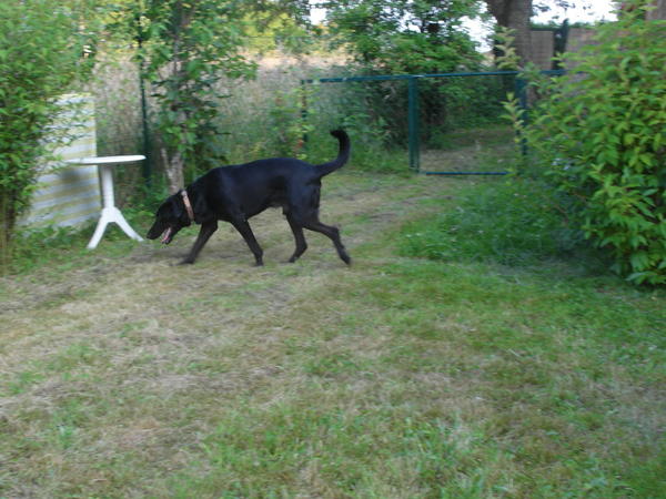 Néo gentil croisé labrador/beauceron né en 2005 - refuge SPA de Forbach 15308308hq