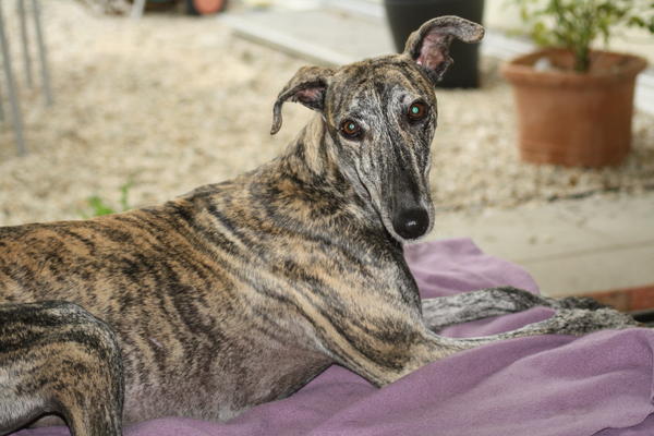 Galga PEPA aus San Anton sucht ... 15441426or