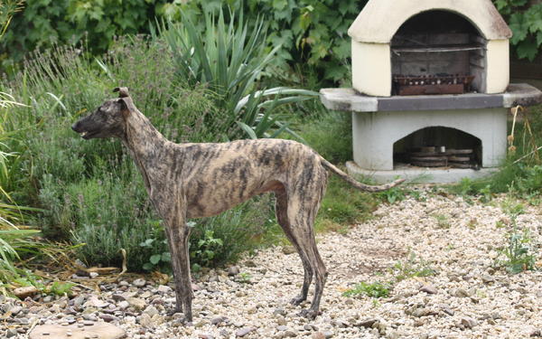 Galgo ISAIAS aus San Anton sucht ... 15441496bs