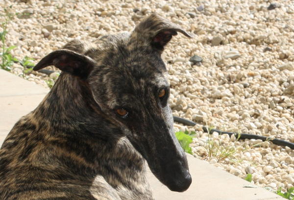 Galgo ISAIAS aus San Anton sucht ... 15441501au