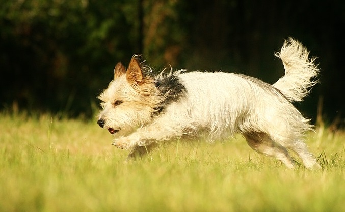 Bonny meine Jack Russel Dame 15455857rx