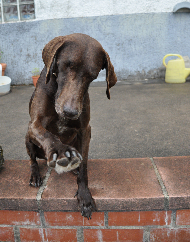 Hundefotografie 15461010xc