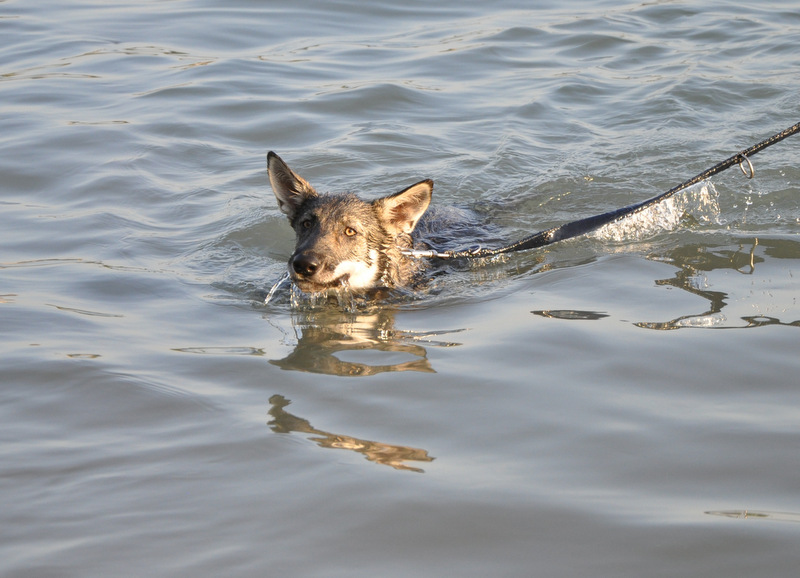 Hundefotografie 15461045zo