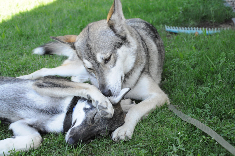 Hundefotografie 15461050ki