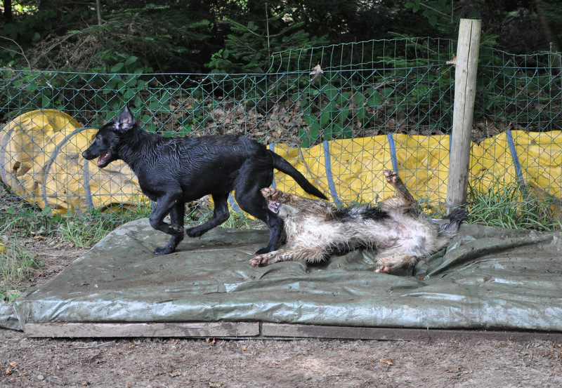 Hundefotografie 15461068xk