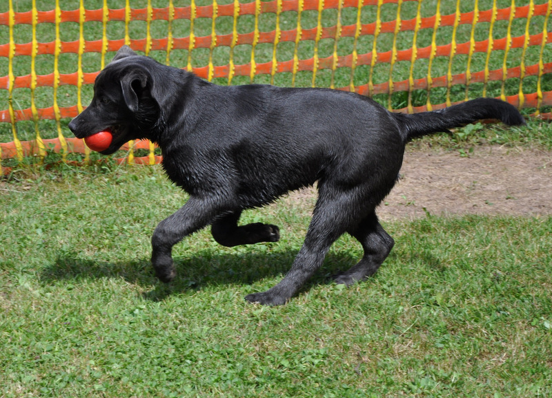 Hundefotografie 15461072sf