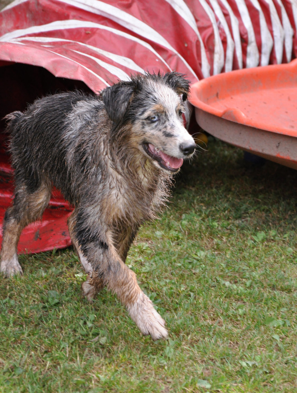 Hundefotografie 15461080jo