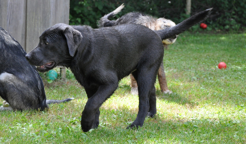 Hundefotografie 15461087nl