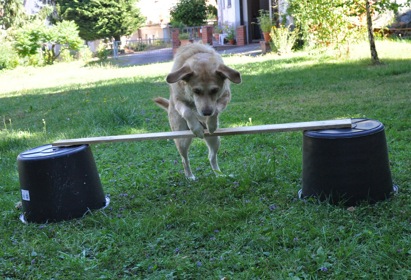 Hundefotografie 15461094zm