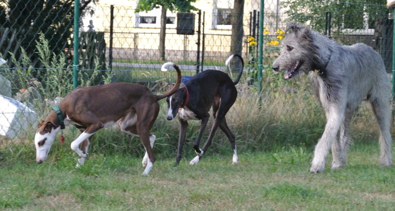 Galga PASSION aus San Anton sucht ... - Seite 3 15495912jl