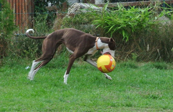 Galga PASSION aus San Anton sucht ... - Seite 3 15533146np