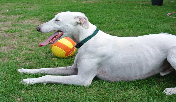 Galgo DAMASO aus Valencia sucht ... - Seite 4 15533483ur