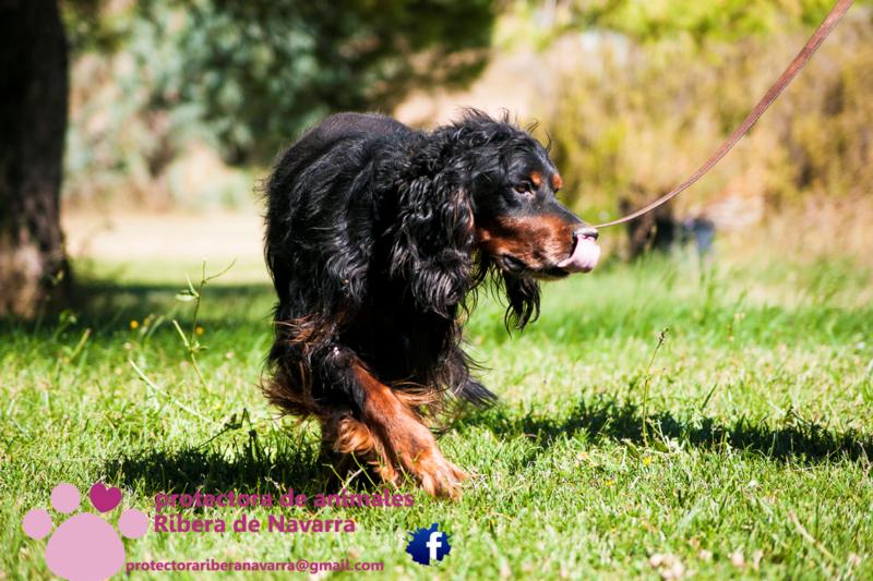 Gordon Setter, Rüde, ca. 7 Jahre 15600238qk