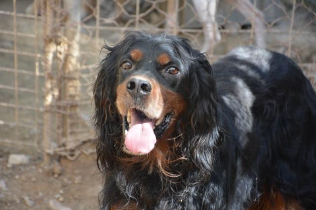 Gordon Setter, Rüde, ca. 7 Jahre 15630905py